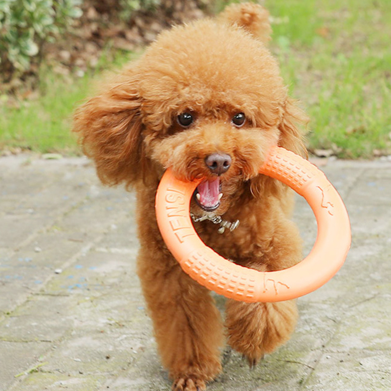 Tirador de anillo de entrenami - Interactive Squeaky Plush Dog Toy reseña y precio