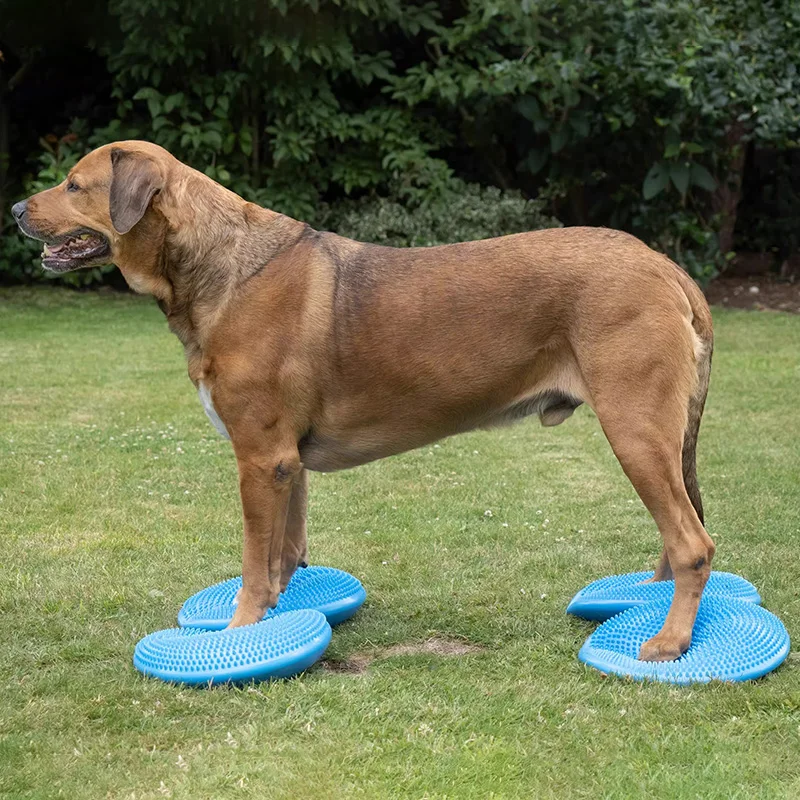 Ayuda de entrenamiento para pe - Flying Disc Dog Training Toy reseña y precio