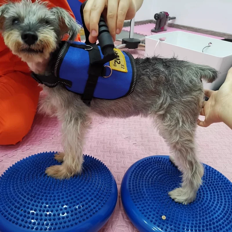 Ayuda de entrenamiento para pe - Flying Disc Dog Training Toy reseña y precio
