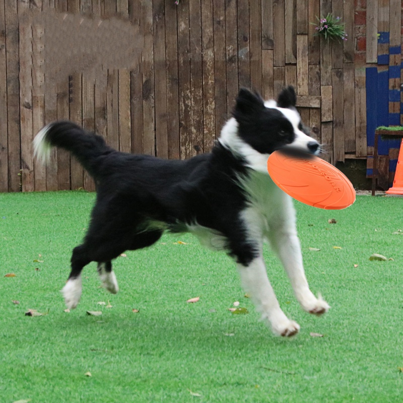Platillo volador de silicona i - Flying Disc Dog Training Toy reseña y precio
