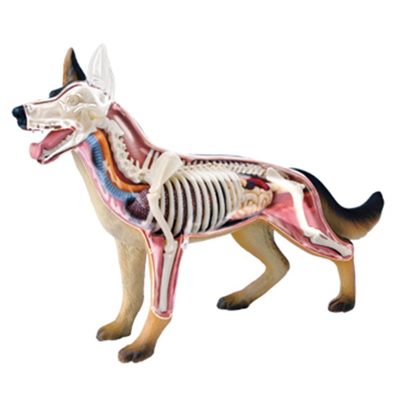 Modelo de Anatomía de Órganos  - Dog Toys reseña y precio