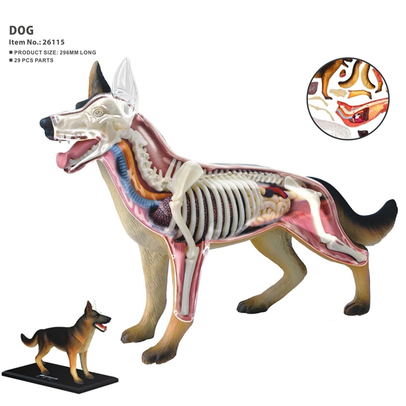 Modelo de Anatomía de Órganos  - Dog Toys reseña y precio