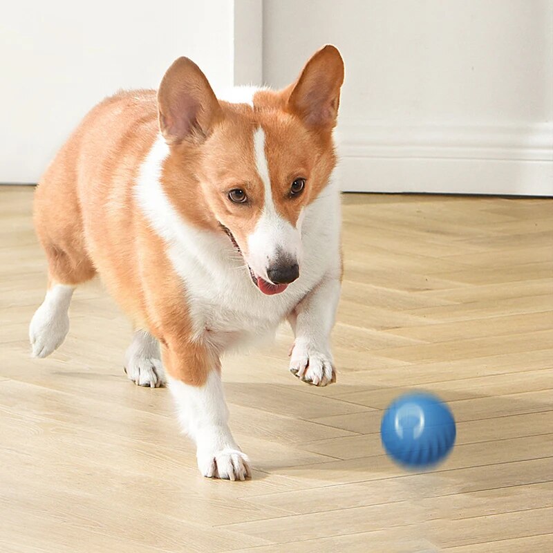 Juguetes para perros, pelota i - Suction Cup Dog Tug Toy reseña y precio