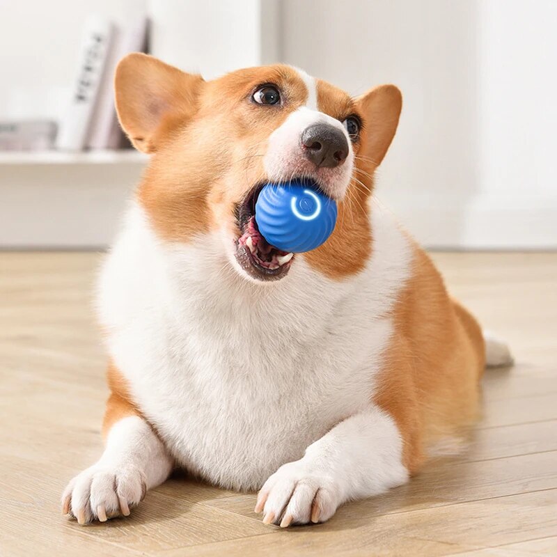 Juguetes para perros, pelota i - Suction Cup Dog Tug Toy reseña y precio